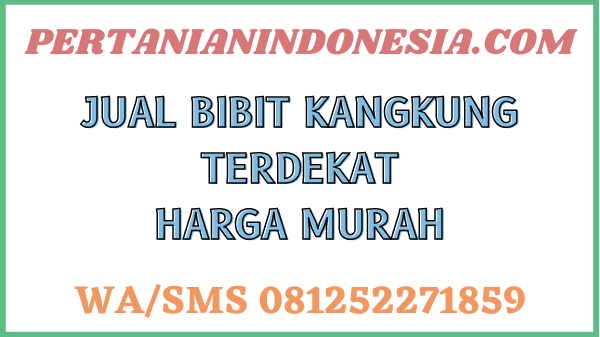 Jual Bibit Kangkung Terdekat Harga Murah